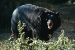 Orso . Esemplare di Ursus selenarctos.De Agostini Picture Library/C. Dani/I. Jeske Orso . Esemplare di Ursus selenarctos.De Agostini Picture Library/C. Dani/I. Jeske