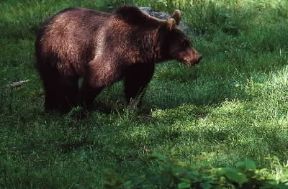 Orso . Un esemplare di Ursus arctos Marsicanus.De Agostini Picture Library/C. Dani/I. Jeske Orso . Un esemplare di Ursus arctos Marsicanus.De Agostini Picture Library/C. Dani/I. Jeske