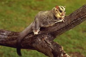 Petauro (Petaurus breviceps).De Agostini Picture Library/C. Dani/Jeske Petauro (Petaurus breviceps).De Agostini Picture Library/C. Dani/Jeske