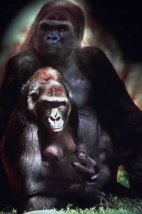 Primati. Esemplare di gorilla (Gorilla gorilla).De Agostini Picture Library/C. Dani-I. Jeske Primati. Esemplare di gorilla (Gorilla gorilla).De Agostini Picture Library/C. Dani-I. Jeske