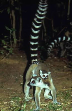 Primati. Catta (Lemur catta).De Agostini Picture Library/C. Dani-I. Jeske Primati. Catta (Lemur catta).De Agostini Picture Library/C. Dani-I. Jeske