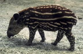 Tapiro. Esemplare di Tapiro terristris.De Agostini Picture Library/Dani/Jeske Tapiro. Esemplare di Tapiro terristris.De Agostini Picture Library/Dani/Jeske