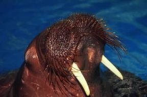 Tricheco (Odobenus rosmarus); la sua caratteristica più tipica sono i grossi canini superiori sporgenti.De Agostini Picture Library/Dani/Jeske Tricheco (Odobenus rosmarus); la sua caratteristica più tipica sono i grossi canini superiori sporgenti.De Agostini Picture Library/Dani/Jeske