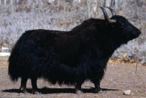 Yack. Esemplare di Bos mutus.De Agostini Picture Library/Dani/Jeske