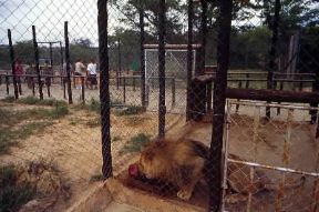 Zoo. Un leone nello zoo di Chipangali a Bulawayo (Zimbabwe).De Agostini Picture Library/G. Sioën Zoo. Un leone nello zoo di Chipangali a Bulawayo (Zimbabwe).De Agostini Picture Library/G. Sioën