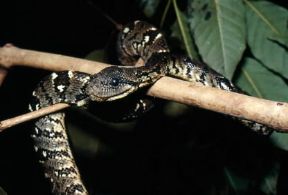 Boa. Esemplare di Sanzinia madagascariensis, boa originario del Madagascar.De Agostini Picture Library/C. Dani - I. Jeske Boa. Esemplare di Sanzinia madagascariensis, boa originario del Madagascar.De Agostini Picture Library/C. Dani - I. Jeske