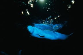 Beluga. (Delphinapterus leucas) Balena bianca appartenente all'ordine dei cetacei, alla classe dei mammiferi e alla famiglia dei monodontidi.De Agostini Picture Library/C. Dani - I. Jeske Beluga. (Delphinapterus leucas) Balena bianca appartenente all'ordine dei cetacei, alla classe dei mammiferi e alla famiglia dei monodontidi.De Agostini Picture Library/C. Dani - I. Jeske