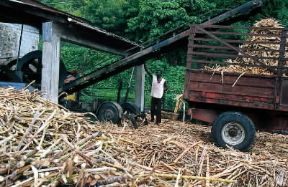 Antille. Un passaggio nella lavorazione della canna da zucchero presso l'isola di Dominica.De Agostini Picture Library/L. Romano Antille. Un passaggio nella lavorazione della canna da zucchero presso l'isola di Dominica.De Agostini Picture Library/L. Romano
