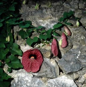 Aristolochia. Esemplare di Aristolochia gigantea.De Agostini Picture Library/A. Moreschi Aristolochia. Esemplare di Aristolochia gigantea.De Agostini Picture Library/A. Moreschi
