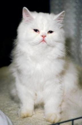 Angora. Esemplare di persiano Lilac.Farabolafoto Angora. Esemplare di persiano Lilac.Farabolafoto