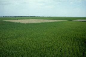 Bangladesh. Veduta di campi di riso.Farabolafoto Bangladesh. Veduta di campi di riso.Farabolafoto