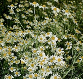 Le piante officinali: la camomilla. Piante officinali. La camomilla, molto diffusa in Asia e in Europa, viene coltivata per la nota azione sedativa e antispasmodica dei suoi fiori, dal caratteristico aroma. Per questo motivo si ritiene che faciliti l'addormentamento. Le piante officinali: la camomilla. Piante officinali. La camomilla, molto diffusa in Asia e in Europa, viene coltivata per la nota azione sedativa e antispasmodica dei suoi fiori, dal caratteristico aroma. Per questo motivo si ritiene che faciliti l'addormentamento.