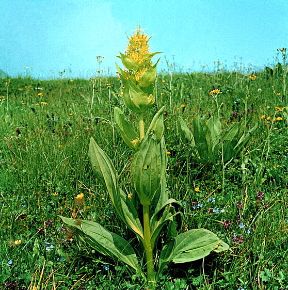 Le piante officinali: la genziana. Genziana. La radice di quest'erba, di odore gradevole e sapore amaro, contiene principi attivi ad azione eupeptica, tonica e depurativa. Le piante officinali: la genziana. Genziana. La radice di quest'erba, di odore gradevole e sapore amaro, contiene principi attivi ad azione eupeptica, tonica e depurativa.