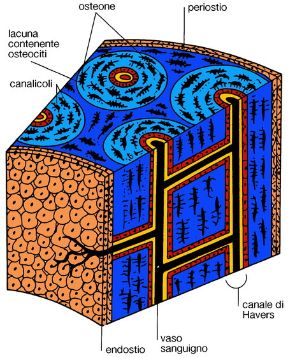 Il tessuto osseo. Tessuto osseo. Le ossa sono organi duri, composti prevalentemente da tessuto osseo, che a seconda della struttura si distingue in compatto e spugnoso.