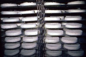 La conservazione degli alimenti: formaggi. Conservazione degli alimenti. Se alcuni alimenti, come i cereali, possono mantenersi inalterati naturalmente per diversi anni, gli alimenti carnei e i formaggi, ricchi di proteine, rappresentano un ottimo terreno colturale per molti microrganismi e necessitano di essere trattati con opportune tecniche di conservazione. La conservazione degli alimenti: formaggi. Conservazione degli alimenti. Se alcuni alimenti, come i cereali, possono mantenersi inalterati naturalmente per diversi anni, gli alimenti carnei e i formaggi, ricchi di proteine, rappresentano un ottimo terreno colturale per molti microrganismi e necessitano di essere trattati con opportune tecniche di conservazione.