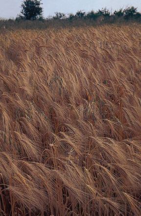 Le proprietà dei cereali. Alimentazione. I cereali (frumento, riso, mais, orzo, avena, segale ecc.) si coltivano per i frutti, ricchi di amidi e sostanze proteiche, di norma utilizzati per produrre farine in gran parte panificabili, ma anche consumati direttamente (riso, orzo). Soprattutto se consumati non raffinati, questi cibi costituiscono un ottimo alimento. Le proprietà dei cereali. Alimentazione. I cereali (frumento, riso, mais, orzo, avena, segale ecc.) si coltivano per i frutti, ricchi di amidi e sostanze proteiche, di norma utilizzati per produrre farine in gran parte panificabili, ma anche consumati direttamente (riso, orzo). Soprattutto se consumati non raffinati, questi cibi costituiscono un ottimo alimento.
