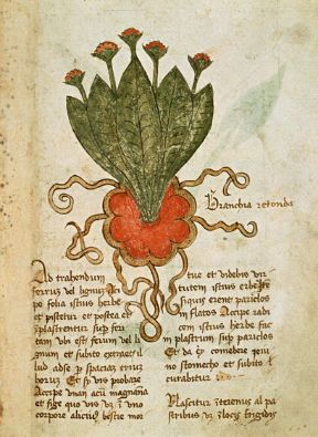 Le piante officinali. Piante officinali. L'impiego delle piante a scopo medico ha origini antichissime. Da esse si estraggono infatti numerosi principi attivi farmacologici. Le piante officinali. Piante officinali. L'impiego delle piante a scopo medico ha origini antichissime. Da esse si estraggono infatti numerosi principi attivi farmacologici.