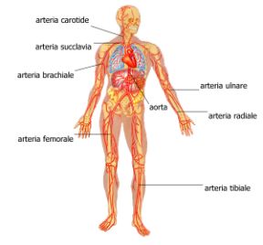 Arterie: i rami terminali e collaterali. Apparato circolatorio. I rami formati dalle arterie sono di due tipi: terminali, dovuti alla biforcazione di un tronco arterioso che cessa di esistere, come nel caso dell'arteria brachiale, o collaterali, che si distaccano da un'arteria che poi prosegue il proprio corso. Arterie: i rami terminali e collaterali. Apparato circolatorio. I rami formati dalle arterie sono di due tipi: terminali, dovuti alla biforcazione di un tronco arterioso che cessa di esistere, come nel caso dell'arteria brachiale, o collaterali, che si distaccano da un'arteria che poi prosegue il proprio corso.