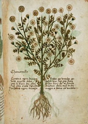 Le piante officinali: la camomilla. Piante officinali. Le virtù terapeutiche calmanti della camomilla erano note anche nel passato: come dimostra la pagina di un antico erbario. Ancora oggi i fiori di questa pianta si usano soprattutto in infusione, per la positiva influenza che esercitano sul sonno. Le piante officinali: la camomilla. Piante officinali. Le virtù terapeutiche calmanti della camomilla erano note anche nel passato: come dimostra la pagina di un antico erbario. Ancora oggi i fiori di questa pianta si usano soprattutto in infusione, per la positiva influenza che esercitano sul sonno.