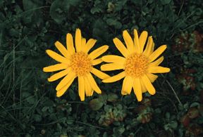 Proprietà terapeutiche dei fiori. Fitoterapia. I fiori spesso celano, dietro le loro bellissime apparenze, proprietà terapeutiche preziose: come l'arnica montana, ritratta in questa foto, molto efficacie nella cura di contusioni e slogature. Proprietà terapeutiche dei fiori. Fitoterapia. I fiori spesso celano, dietro le loro bellissime apparenze, proprietà terapeutiche preziose: come l'arnica montana, ritratta in questa foto, molto efficacie nella cura di contusioni e slogature.