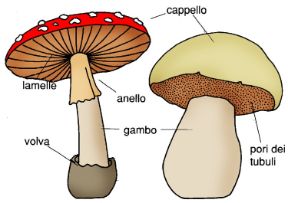 I funghi velenosi. Avvelenamento da funghi. Funghi pericolosi. I funghi velenosi. Avvelenamento da funghi. Funghi pericolosi.