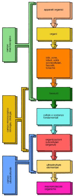 I campi d'indagine dell'anatomia. Anatomia. Nella figura sono illustrati i principali campi d'indagine di questa disciplina, che si occupa di studiare la forma e la struttura degli esseri viventi.