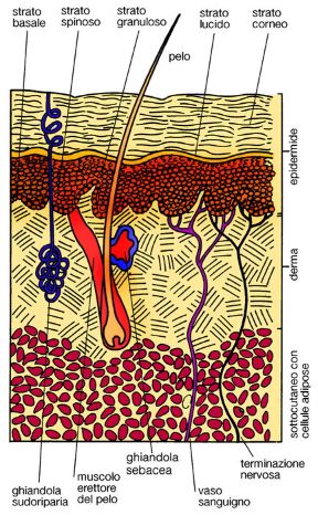 Illustrazione dell'apparato tegumentale. Cute. Insieme agli annessi e connessi, la cute forma l'apparato tegumentale. Nel linguaggio comune è detta spesso, impropriamente, epidermide. 
