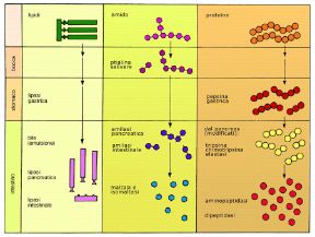 Tabella delle prime fasi digestive. Apparato digerente. Le prime fasi della digestione, ossia del processo che consente la scomposizione degli alimenti in sostanze assimilabili, avvengono nella bocca. Il cibo passa poi nello stomaco e infine nell'intestino.