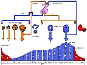 Le fasi del ciclo mestruale. Mestruazione. Gli estrogeni, il progesterone, l'ormone luteinizzante (LH) e il follicolo stimolante (FSH) sono tutti ormoni che svolgono un ruolo determinante sulle fasi del ciclo mestruale.