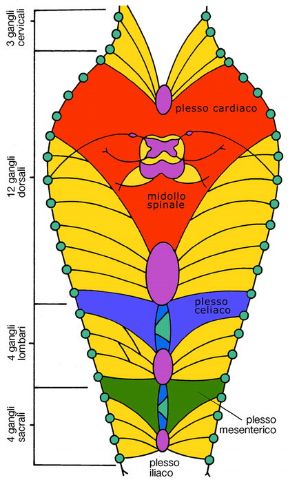 Illustrazione del sistema nervoso. Sistema nervoso periferico. Il sistema nervoso è formato da 12 paia di nervi cranici, e da 31 paia di nervi spinali che, appena usciti dalla colonna vertebrale, formano un ramo dorsale diretto ai muscoli e ai tegumenti, e un ramo anteriore il quale scambia fibre con altri nervi spinali formando i plessi nervosi.