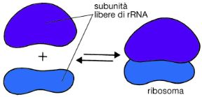 La sintesi proteica. Biologia. Il ribosoma è un apparecchio per sintetizzare le proteine, in grado di riunire nella disposizione opportuna le molecole necessarie per la reazione di sintesi. La sintesi proteica. Biologia. Il ribosoma è un apparecchio per sintetizzare le proteine, in grado di riunire nella disposizione opportuna le molecole necessarie per la reazione di sintesi.