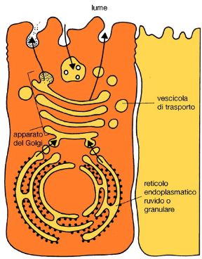 Illustrazione dei ribosomi. Biologia. I ribosomi, responsabili della sintesi delle proteine, sono legati a un complesso sistema di membrane interne alla cellula, il reticolo endoplasmatico. Illustrazione dei ribosomi. Biologia. I ribosomi, responsabili della sintesi delle proteine, sono legati a un complesso sistema di membrane interne alla cellula, il reticolo endoplasmatico.