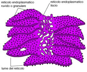 I reticoli endoplasmatici. Biologia. I ribosomi, responsabili della sintesi delle proteine, sono legati a un complesso sistema di membrane interne alla cellula, il reticolo endoplasmatico che forma due regioni funzionalmente e strutturalmente diverse: il reticolo endoplasmatico liscio e quello ruvido o granulare. I reticoli endoplasmatici. Biologia. I ribosomi, responsabili della sintesi delle proteine, sono legati a un complesso sistema di membrane interne alla cellula, il reticolo endoplasmatico che forma due regioni funzionalmente e strutturalmente diverse: il reticolo endoplasmatico liscio e quello ruvido o granulare.