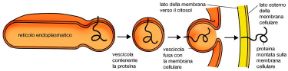 Il reticolo endoplasmatico. Biologia. Le proteine esposte sulle membrane del reticolo endoplasmatico, rimangono ancorate alla membrana fino a quando, mediante un sistema di vescicole, vengono trasportate a destinazione. Il reticolo endoplasmatico. Biologia. Le proteine esposte sulle membrane del reticolo endoplasmatico, rimangono ancorate alla membrana fino a quando, mediante un sistema di vescicole, vengono trasportate a destinazione.