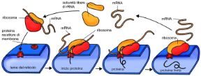 Le azioni del ribosoma. Biologia. I ribosomi che sintetizzano le proteine si trovano normalmente liberi nel citosol e si attaccano alla membrana esterna del reticolo endoplasmatico solo dopo aver riconosciuto una proteina che serve da segnale e recettore. Le azioni del ribosoma. Biologia. I ribosomi che sintetizzano le proteine si trovano normalmente liberi nel citosol e si attaccano alla membrana esterna del reticolo endoplasmatico solo dopo aver riconosciuto una proteina che serve da segnale e recettore.
