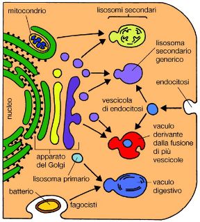 Illustrazione dei lisosomi. Biologia. I lisosomi sono vescicole che si formano nell'apparato del Golgi e racchiudono enzimi idrolitici attivi nella digestione intracellulare. Illustrazione dei lisosomi. Biologia. I lisosomi sono vescicole che si formano nell'apparato del Golgi e racchiudono enzimi idrolitici attivi nella digestione intracellulare.