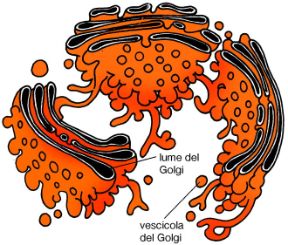 Apparato reticolare del Golgi. Biologia. L'apparato reticolare del Golgi, situato in genere nei pressi del nucleo cellulare, è formato da numerosi gruppi di cisterne appiattite impilate una sull'altra e circondate da tubuli e vescicole. Apparato reticolare del Golgi. Biologia. L'apparato reticolare del Golgi, situato in genere nei pressi del nucleo cellulare, è formato da numerosi gruppi di cisterne appiattite impilate una sull'altra e circondate da tubuli e vescicole.