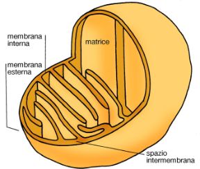 I mitocondri sono le centrali energetiche della cellula. Biologia. I mitocondri sono le centrali energetiche della cellula in quanto producono l'energia necessaria per molte funzioni cellulari quali il movimento, il trasporto di sostanze ecc. I mitocondri sono le centrali energetiche della cellula. Biologia. I mitocondri sono le centrali energetiche della cellula in quanto producono l'energia necessaria per molte funzioni cellulari quali il movimento, il trasporto di sostanze ecc.