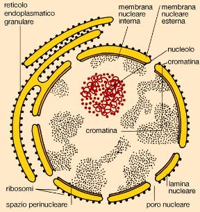 Illustrazione del nucleo cellulare. Biologia. Il nucleo cellulare è un grosso organulo, in genere sferico, delimitato da un involucro costituito da due membrane a doppio strato fosfolipidico. Illustrazione del nucleo cellulare. Biologia. Il nucleo cellulare è un grosso organulo, in genere sferico, delimitato da un involucro costituito da due membrane a doppio strato fosfolipidico.