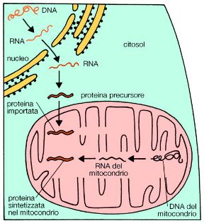 Illustrazione dei mitocondri. Biologia. I mitocondri sono la sola struttura cellulare, oltre al nucleo, a contenere materiale genetico. Il loro DNA è capace di sintetizzare alcune proteine che si trovano esclusivamente all'interno del mitocondrio stesso. Illustrazione dei mitocondri. Biologia. I mitocondri sono la sola struttura cellulare, oltre al nucleo, a contenere materiale genetico. Il loro DNA è capace di sintetizzare alcune proteine che si trovano esclusivamente all'interno del mitocondrio stesso.