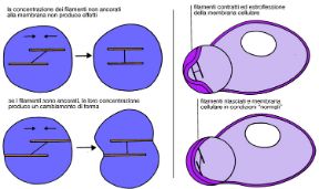 Illustrazione del citoplasma. Biologia. Il citoplasma possiede una struttura organizzata: una matrice di proteine fibrose si estende dal nucleo alla membrana contribuendo a definire al forma della cellula. Illustrazione del citoplasma. Biologia. Il citoplasma possiede una struttura organizzata: una matrice di proteine fibrose si estende dal nucleo alla membrana contribuendo a definire al forma della cellula.