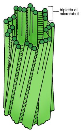 Illustrazione del citoscheletro. Biologia. Il citoscheletro è una matrice fibrosa che costituisce la struttura organizzata del citoplasma. I suoi principali componenti sono i microtubuli, i filamenti di actina e i filamenti intermedi. L'associazione di microtubuli nella cellula è svolta da strutture specializzate come il centrosoma, costituito in genere da una coppia di centrioli. Illustrazione del citoscheletro. Biologia. Il citoscheletro è una matrice fibrosa che costituisce la struttura organizzata del citoplasma. I suoi principali componenti sono i microtubuli, i filamenti di actina e i filamenti intermedi. L'associazione di microtubuli nella cellula è svolta da strutture specializzate come il centrosoma, costituito in genere da una coppia di centrioli.