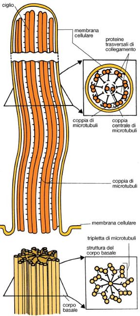 Illustrazione di ciglia e flagelli. Biologia. Le ciglia e i flagelli sono sottili appendici filiformi in grado di muoversi, che si presentano sulla superificie di alcune cellule. Sono strutturati in un fascio di microtubuli paralleli. Illustrazione di ciglia e flagelli. Biologia. Le ciglia e i flagelli sono sottili appendici filiformi in grado di muoversi, che si presentano sulla superificie di alcune cellule. Sono strutturati in un fascio di microtubuli paralleli.