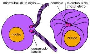 Illustrazione dei corpuscoli basali. Biologia. I corpuscoli basali sono strutture cellulari dotate di un'organizzazione simile a quella dei centrioli e funzionano da impianto per l'organizzazione di ciglia e flagelli. Illustrazione dei corpuscoli basali. Biologia. I corpuscoli basali sono strutture cellulari dotate di un'organizzazione simile a quella dei centrioli e funzionano da impianto per l'organizzazione di ciglia e flagelli.