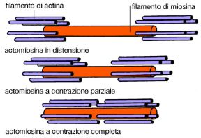 Illustrazione del movimento cellulare. Biologia. Il movimento cellulare è reso possibile dalla presenza di filamenti di actina e miosina che formano numerosi sistemi contrattili. Illustrazione del movimento cellulare. Biologia. Il movimento cellulare è reso possibile dalla presenza di filamenti di actina e miosina che formano numerosi sistemi contrattili.