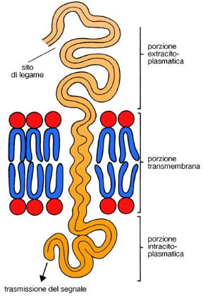 Le segnalazioni tra cellule. Biologia. In genere, le proteine di membrana con caratteristiche di recettori sono molecole che attraversano la membrana cellulare mettendo in comunicazione lo spazio extracellulare con l'interno della cellula. Le segnalazioni tra cellule. Biologia. In genere, le proteine di membrana con caratteristiche di recettori sono molecole che attraversano la membrana cellulare mettendo in comunicazione lo spazio extracellulare con l'interno della cellula.