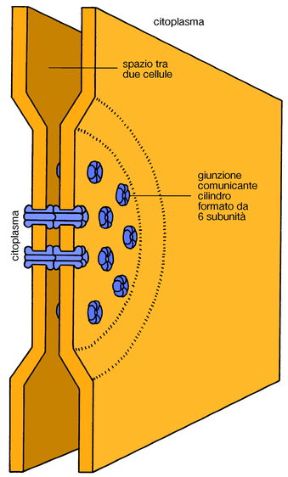 Trasmissione di segnali intercellulari. Biologia. La trasmissione di segnali intercellulari può avvenire attraverso giunzioni comunicanti costituite da piccoli canali che collegano direttamente il citoplasma di due cellule adiacenti. Trasmissione di segnali intercellulari. Biologia. La trasmissione di segnali intercellulari può avvenire attraverso giunzioni comunicanti costituite da piccoli canali che collegano direttamente il citoplasma di due cellule adiacenti.