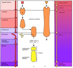 I meccanismi di trasduzione dei segnali. Biologia. I meccanismi di trasduzione dei segnali che raggiungono la cellula vengono trasportati, convertiti e amplificati per consentirle di rispondere in maniera adeguata. I meccanismi di trasduzione dei segnali. Biologia. I meccanismi di trasduzione dei segnali che raggiungono la cellula vengono trasportati, convertiti e amplificati per consentirle di rispondere in maniera adeguata.
