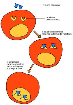 I segnali diretti alla cellula. Ormoni. Tutti i segnali che arrivano alla cellula dall'esterno sono catturati da appositi recettori. Se essi riescono a penetrare nella cellula, come nel caso degli ormoni steroidei, si parla di segnale diretto. I segnali diretti alla cellula. Ormoni. Tutti i segnali che arrivano alla cellula dall'esterno sono catturati da appositi recettori. Se essi riescono a penetrare nella cellula, come nel caso degli ormoni steroidei, si parla di segnale diretto.