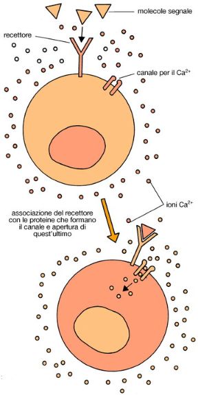 Ruolo dei secondi messaggeri. Biologia. Quando le informazioni non riescono a superare la membrana cellulare, i segnali interni alla cellula sono trasportati da alcune piccole molecole proteiche (secondi messaggeri). Ruolo dei secondi messaggeri. Biologia. Quando le informazioni non riescono a superare la membrana cellulare, i segnali interni alla cellula sono trasportati da alcune piccole molecole proteiche (secondi messaggeri).